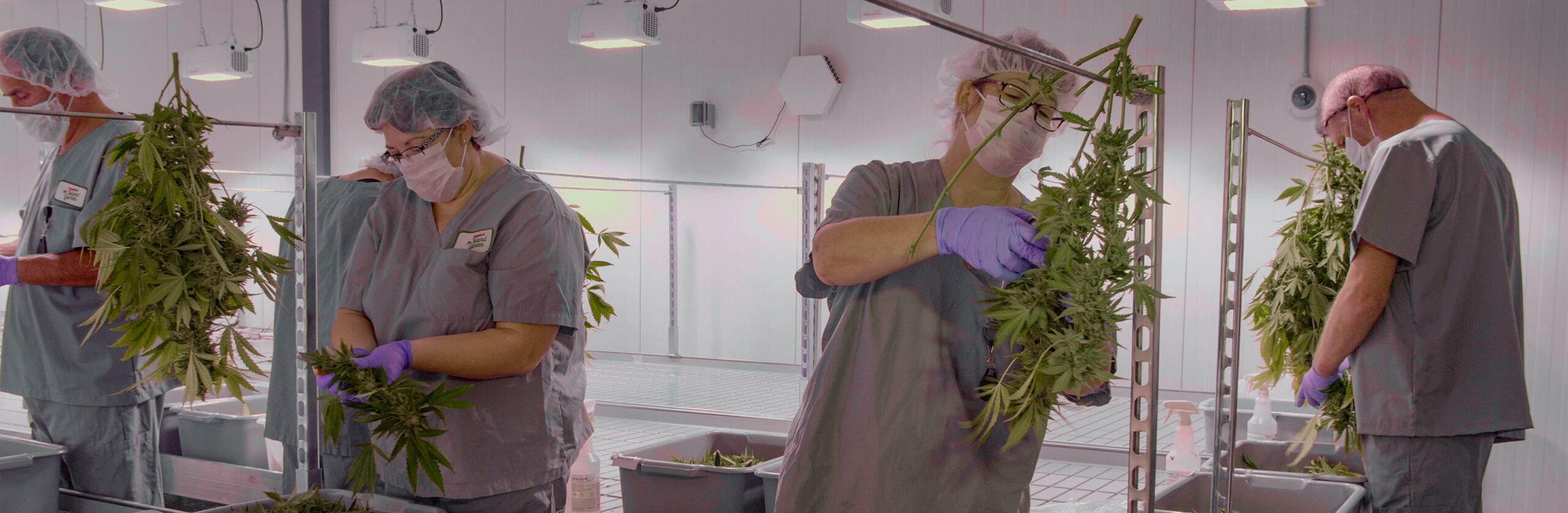 HIGH HOPES: THE BUSINESS OF MARIJUANA