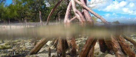 MANGLAR: EL SACRIFICIO DE UNA TIERRA | Lumiton