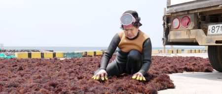 RESTAURANDO LOS BOSQUES SUBMARINOS (GARDENING MARINE FORESTS) | Lumiton
