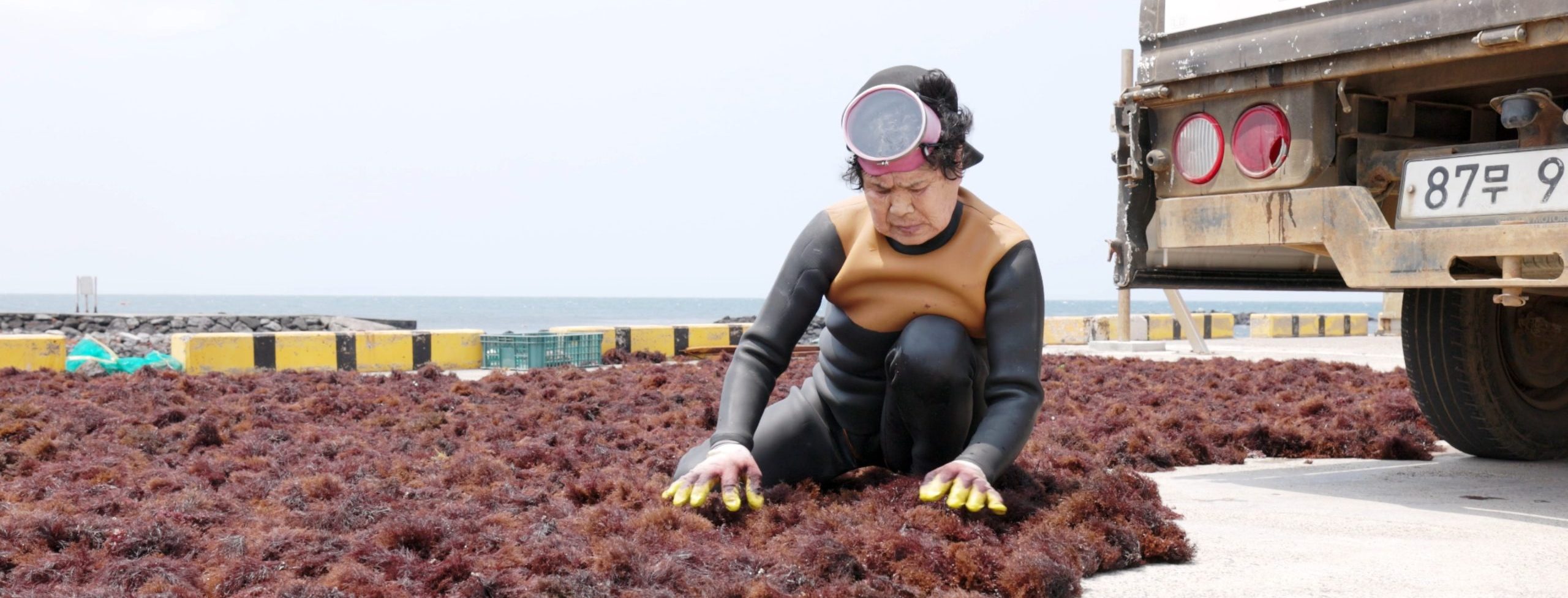 RESTAURANDO LOS BOSQUES SUBMARINOS (GARDENING MARINE FORESTS)