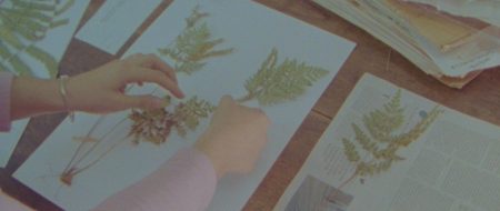 HERBARIA | Lumiton