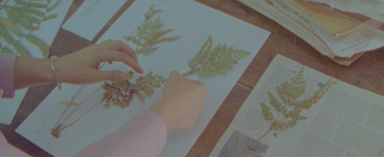 HERBARIA