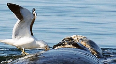 ¿Y QUÉ CULPA TIENE LA GAVIOTA?  | Lumiton