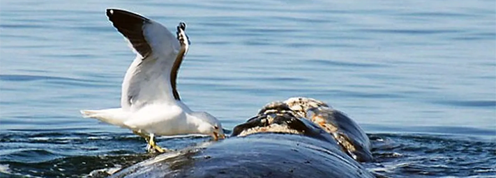 ¿Y QUÉ CULPA TIENE LA GAVIOTA? 