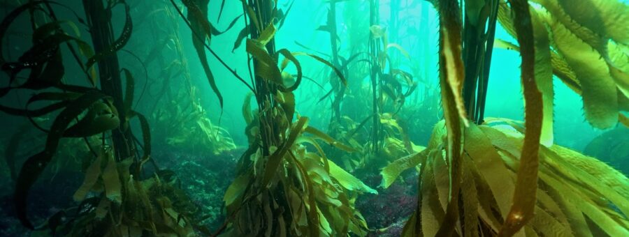 Lumiton | DÍA MUNDIAL DE LOS OCÉANOS