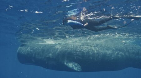 SALVADA POR LAS BALLENAS | Lumiton
