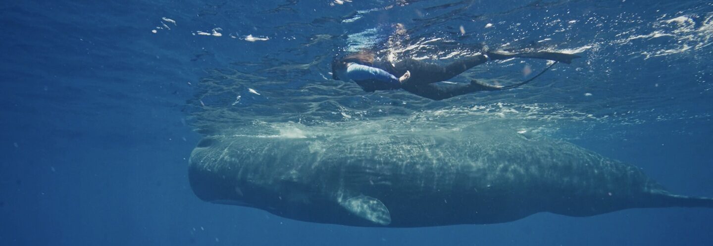 SALVADA POR LAS BALLENAS